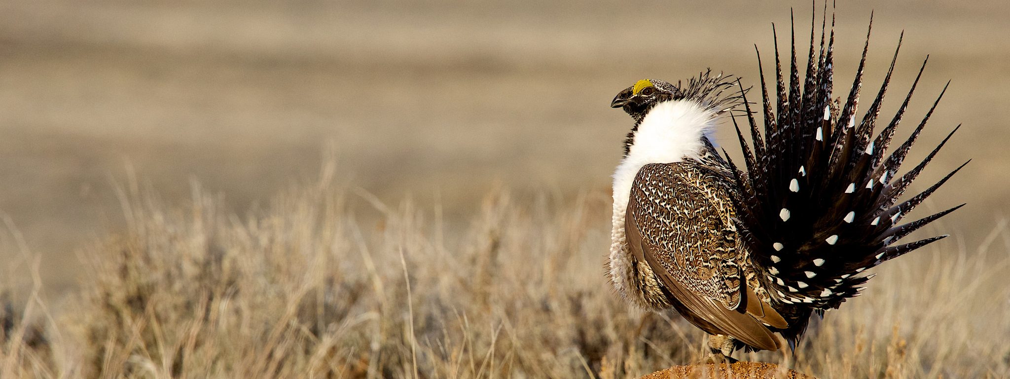 What's up with SageGrouse? Idaho Conservation League