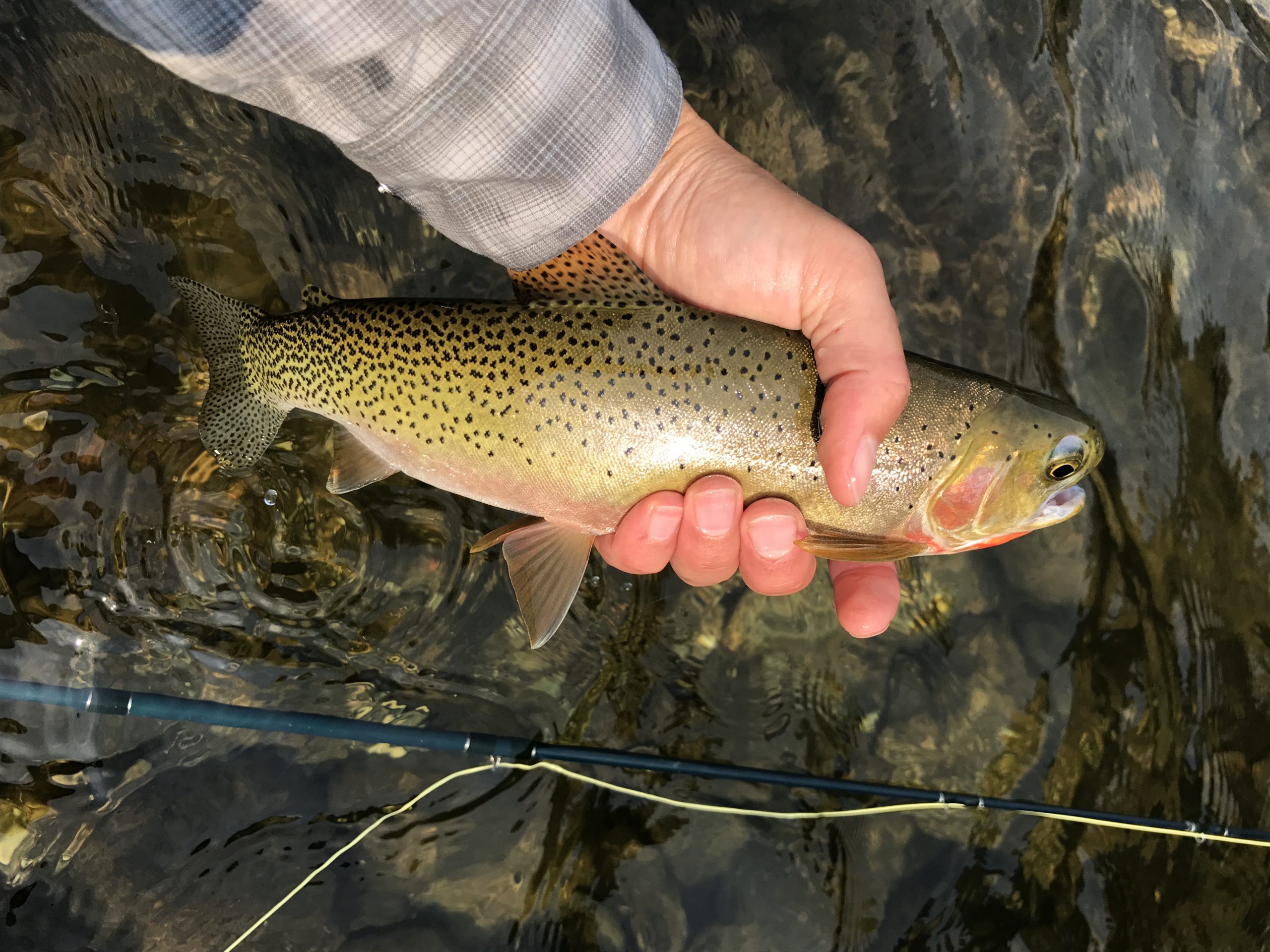 Unique Partnership Aids Yellowstone Cutthroat Trout - Idaho ...