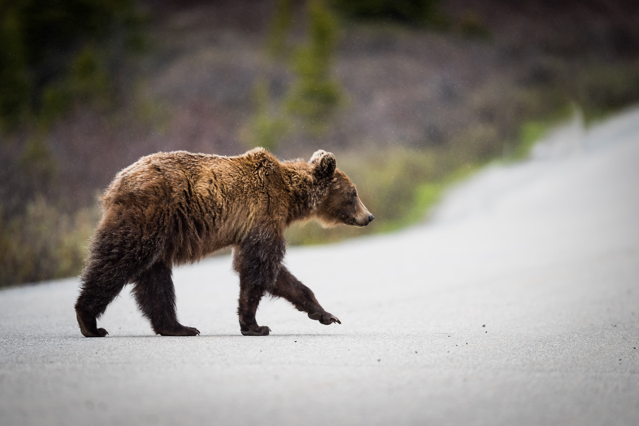 shutterstock_bear_grizzly_consent_025-X2 – Idaho Conservation League