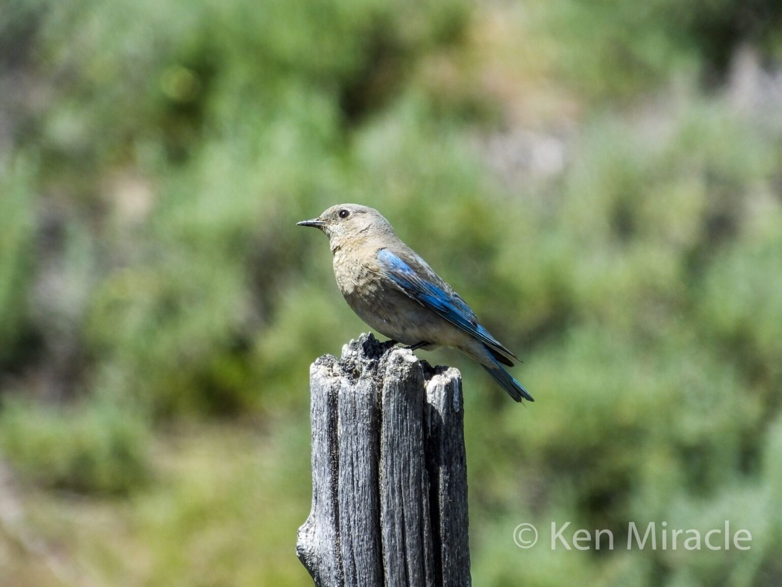 Helping Idaho’s Migratory Birds on World Migratory Bird Day